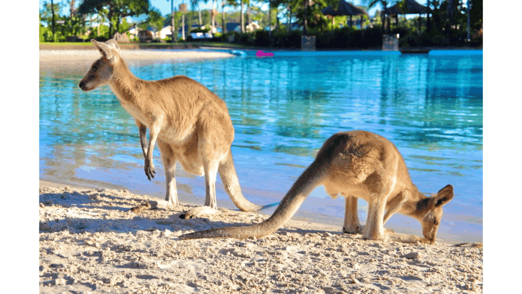 オーストラリア旅行はどこに行くべき？主要エリアの特徴と距離感を徹底解説【完全ガイド】